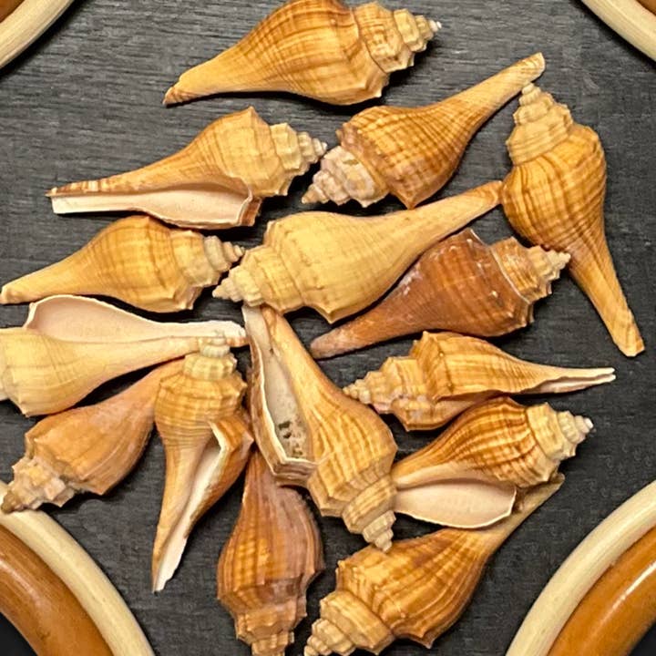 Volpi Gusci - B54 per la vendita all'ingrosso da parte di Spice Islands Coastal