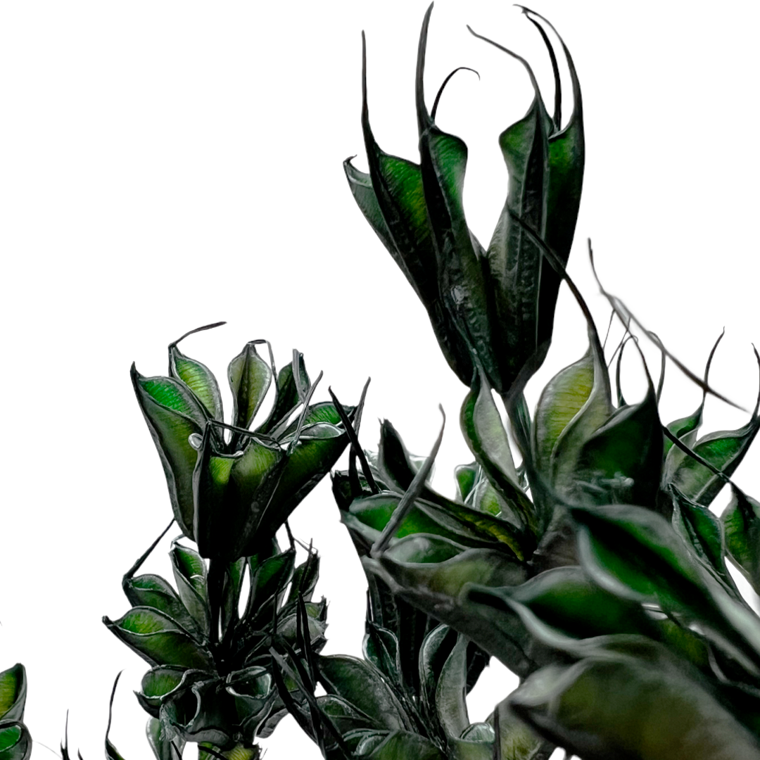 2626 Designs - Wholesale Dried/Pressed Flowers - Dried Octagon Flower, Nigella Orientalis-Love in a Mist, 24"10