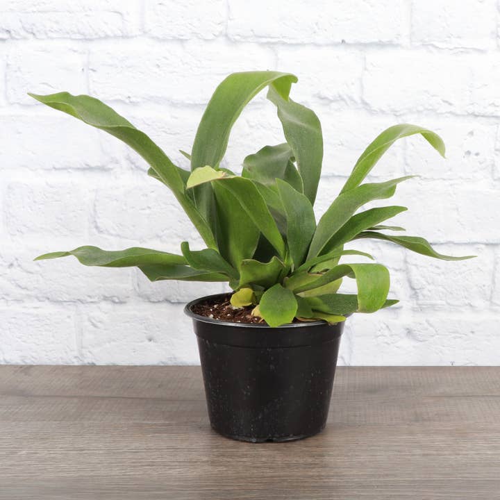 Thorsen's Greenhouse - Wholesale Live Plant - Staghorn Fern - Live Plant1