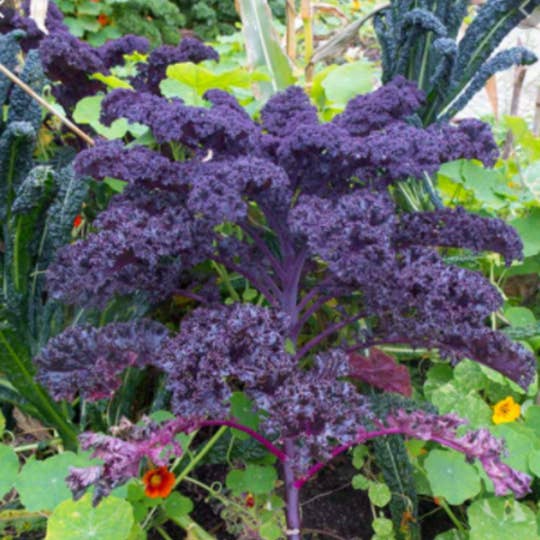 Sow the Magic - Wholesale Plant Seeds - Vegetable Garden + Gift Seed Bundle Collection