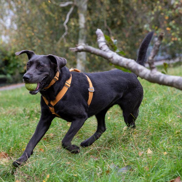 Senfgeschirr für den Großhandel von HINDQUARTERS
