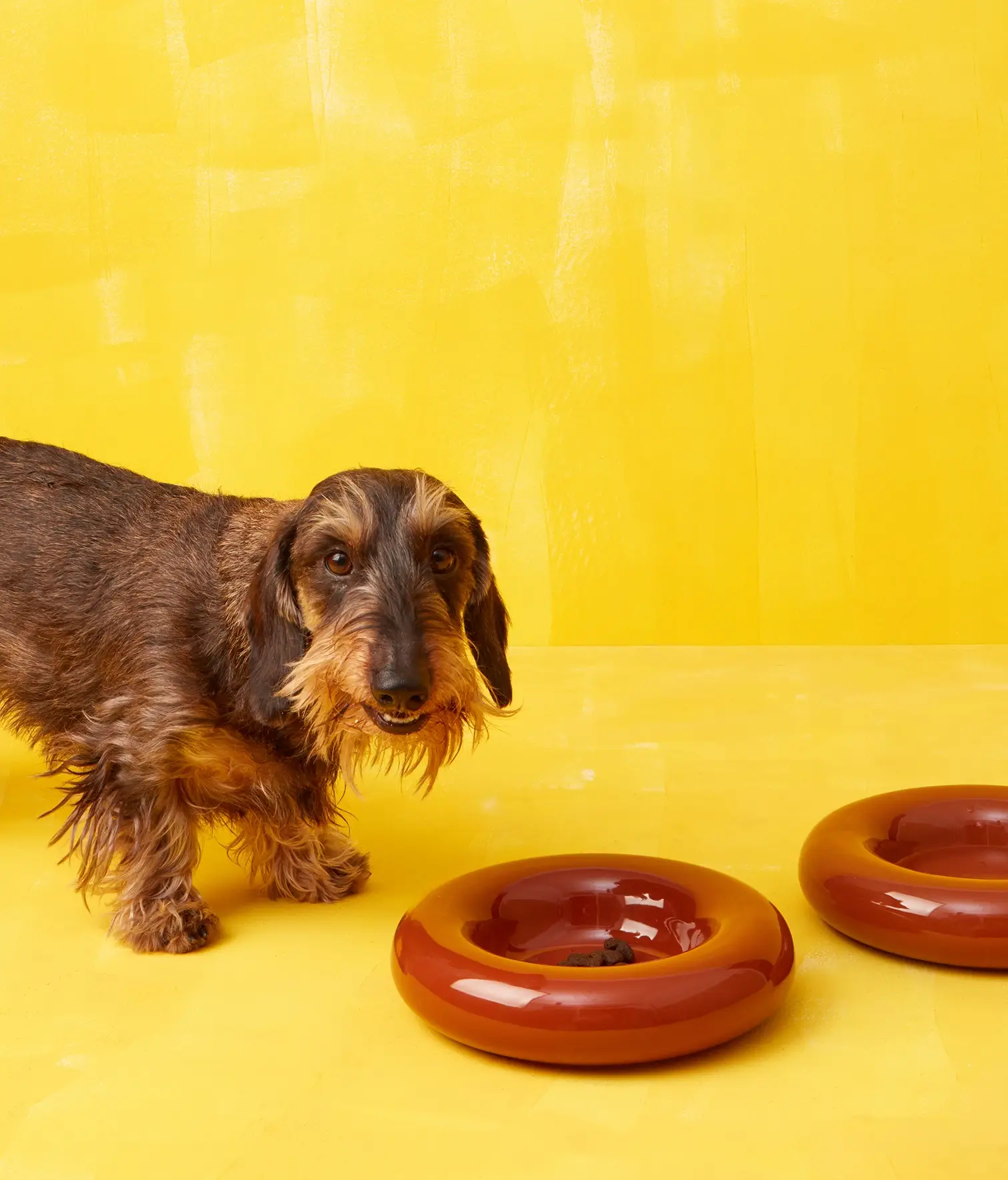 HotDog Pets - Wholesale Pet Bowl - Cat/Dog - Brown ceramic dog feeder3