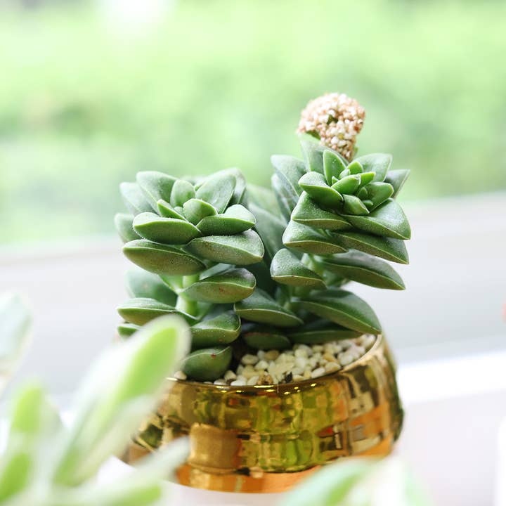 Crassula Springtime - Live Succulent in 2in/4in Pot for wholesale by Best Plant Friend
