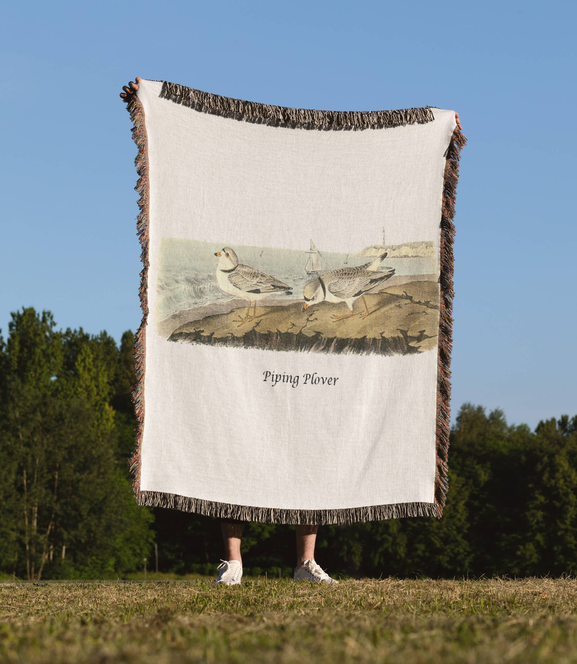 3dRose - Wholesale Throw Blanket - 3dRose, Piping Plover by John James Audubon, Blanket1