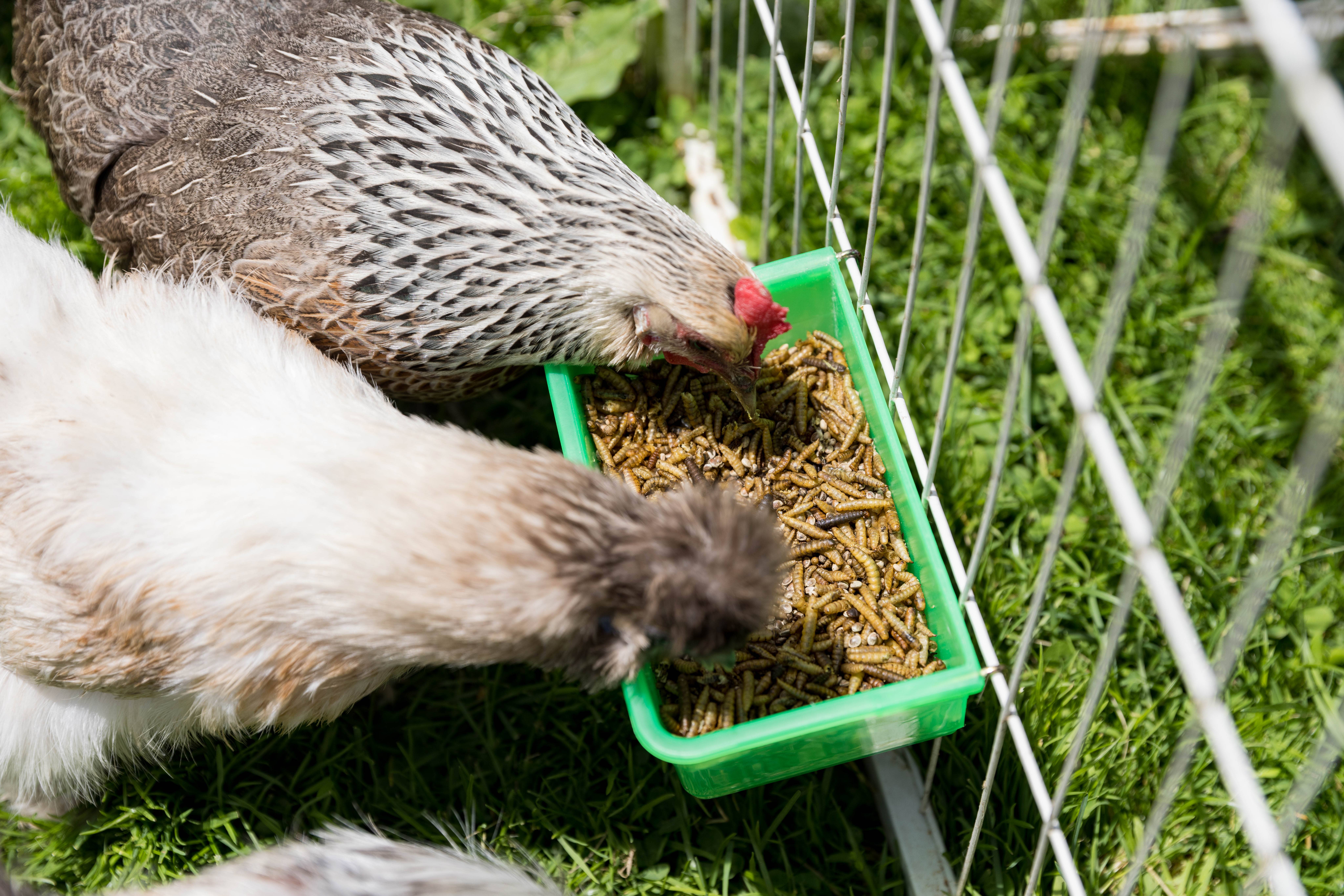 My Favorite Chicken - Venta al por mayor Comedero - Gatos y perros - Vaso para gallinero, 800 ml/27 oz, verde, con alimentador colgante en forma de jaula3