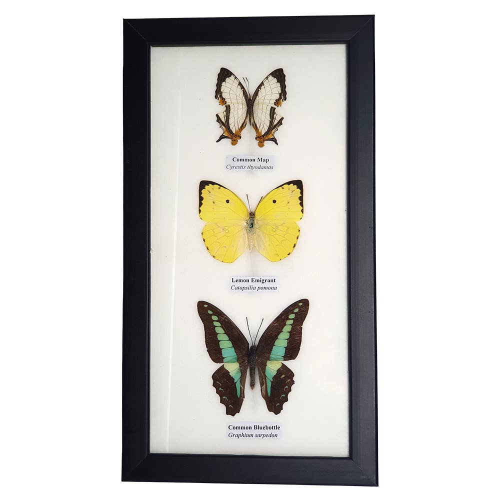 VIE – wholesale Wall Accent – Butterfly Mounted Under Glass, Assorted2