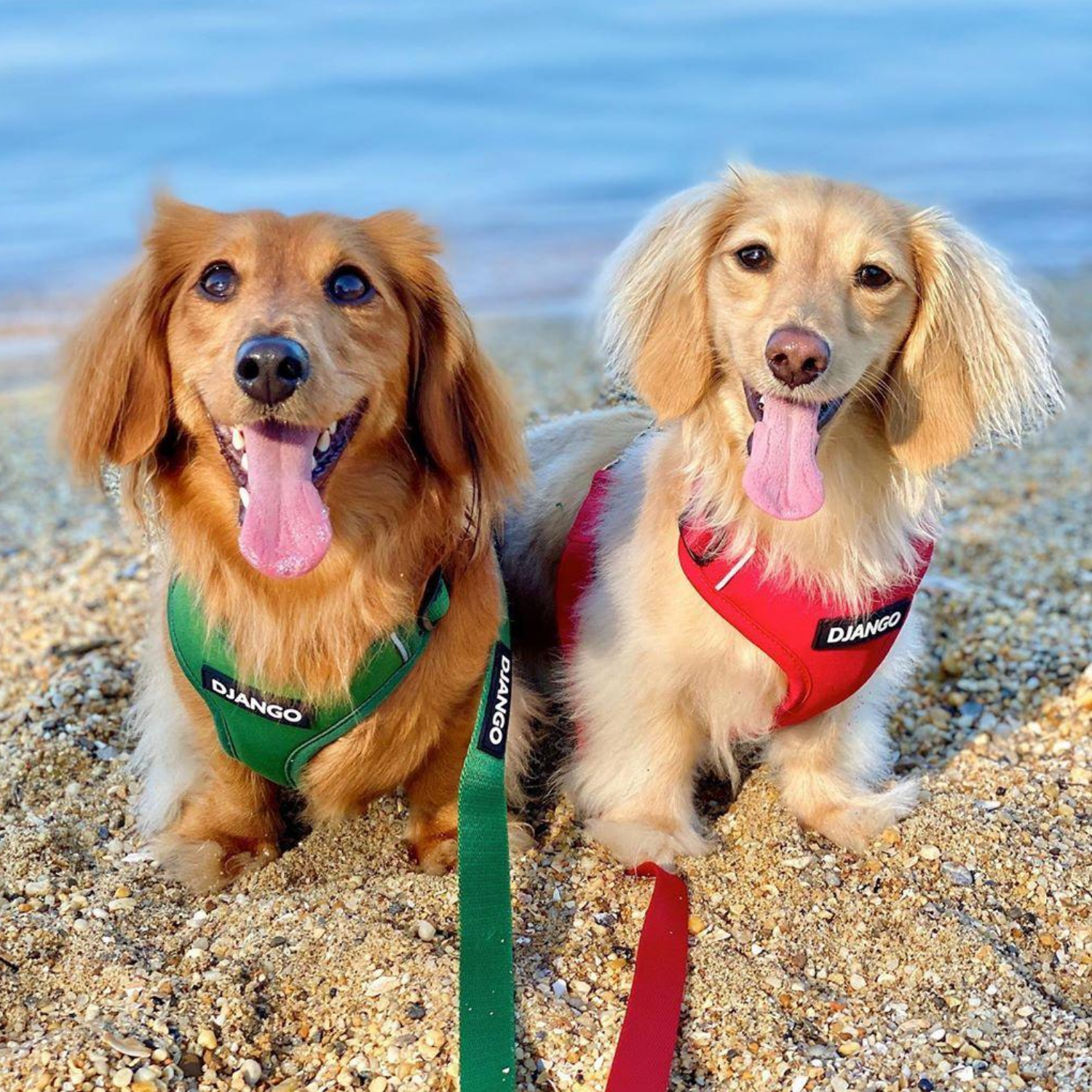 DJANGO - Wholesale Pet Leash - Dog - Adventure Dog Leash - Crimson Red7