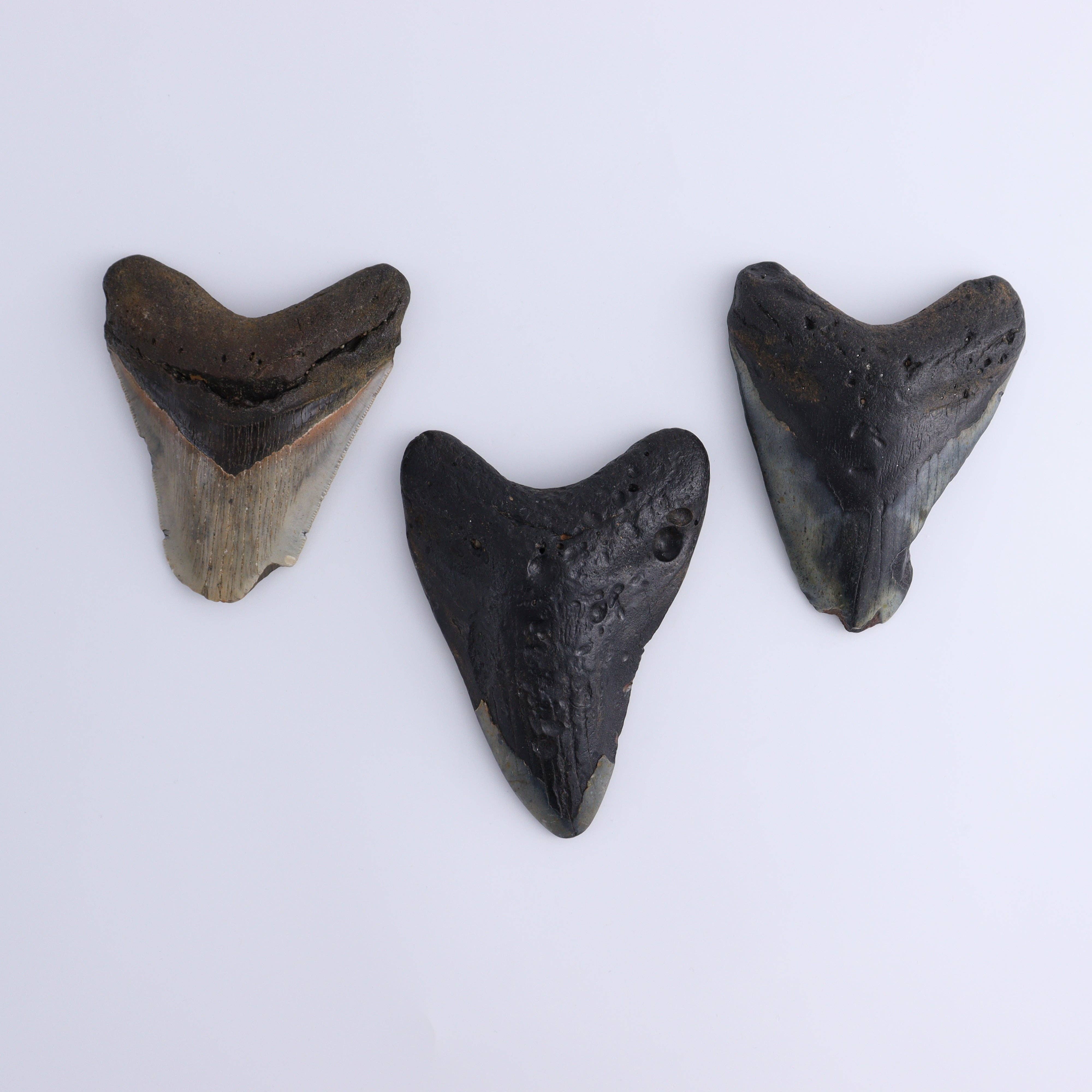 Mi Esperanza Minerals - Wholesale Decorative Tabletop Object - Megalodon Teeth Set of 30