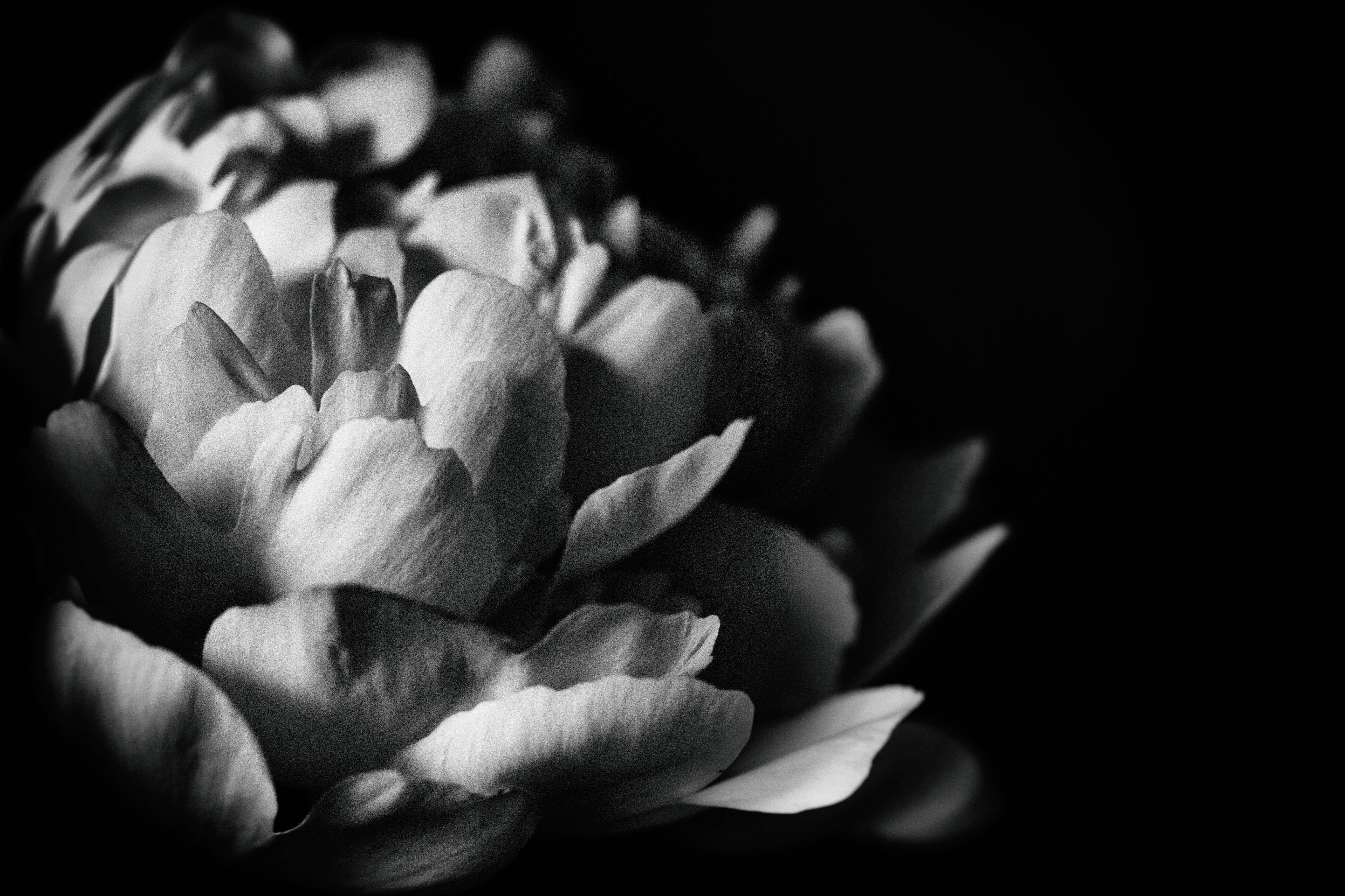 Alexis Arnold Photography - Wholesale Art Print - Fine Art Wrapped Canvas Black & White Peony Wall Art 4