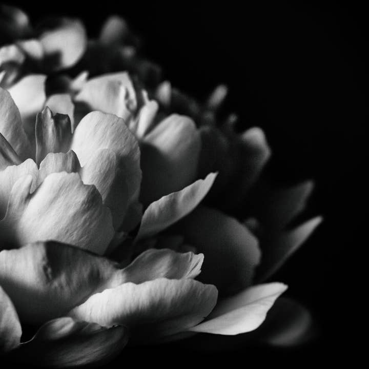 Alexis Arnold Photography - Wholesale Art Print - Fine Art Wrapped Canvas Black & White Peony Wall Art 4