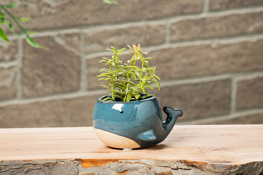 Abbott – Engroshandel Plantekrukke – Sm Blåhval Planter-2" H1