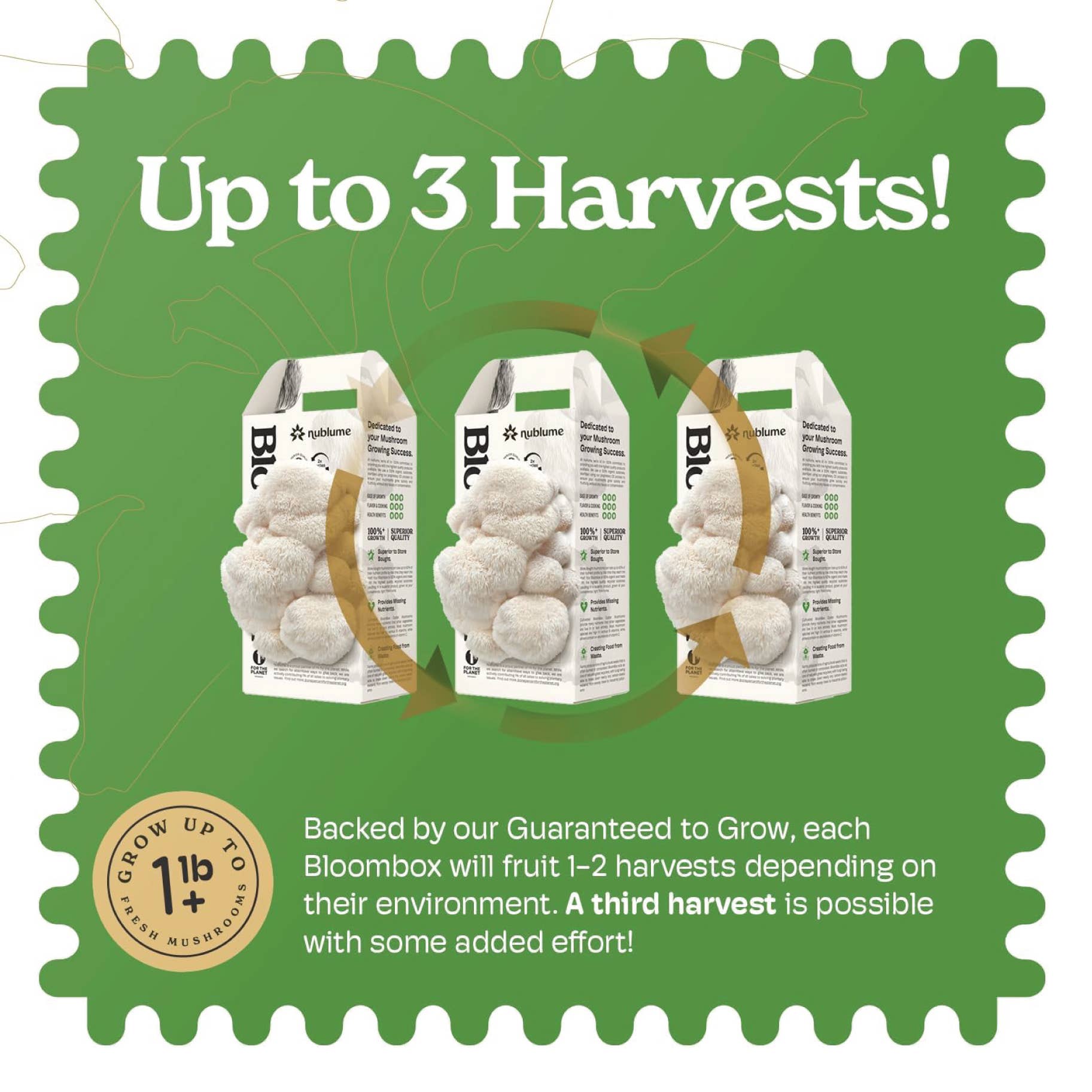 Nublume Mushroom - Wholesale Planter Box - Lion’s Mane Mushroom Grow Kit | DIY Indoor Garden | Gift5