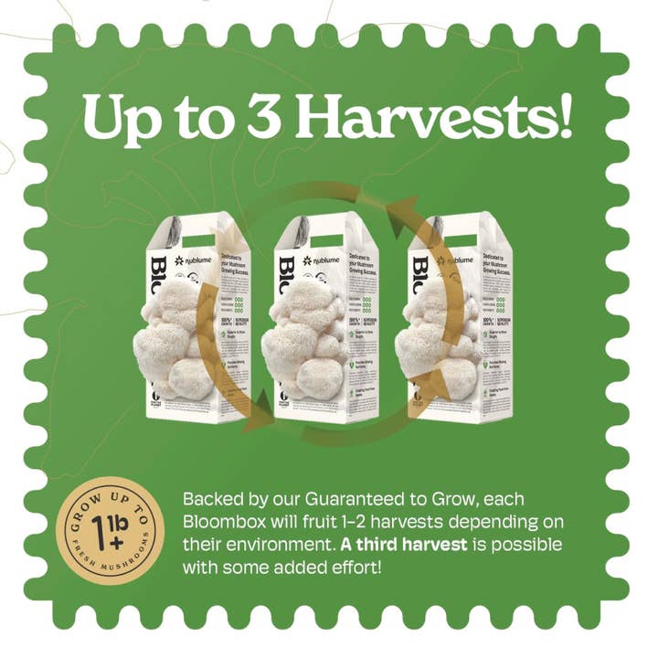 Nublume Mushroom - Wholesale Planter Box - Lion’s Mane Mushroom Grow Kit | DIY Indoor Garden | Gift5