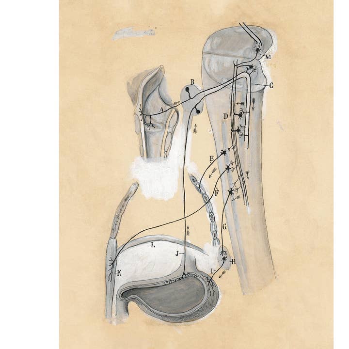 Rock Paper Scissors Wall Art – Engroshandel Kunsttryk – Vintage anatomi tegning | Santiago Ramón y Cajal | Antik anatomisk illustration | Neurovidenskab og biologi kunst | Spansk kunstner0