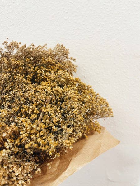 Uma Cantik – wholesale Dried/pressed flowers – Broom Bloom Natural Dried Flowers1