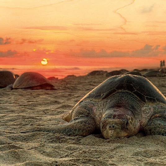 Postal Madeira Tartaruga Praia por atacado de Hironwoods