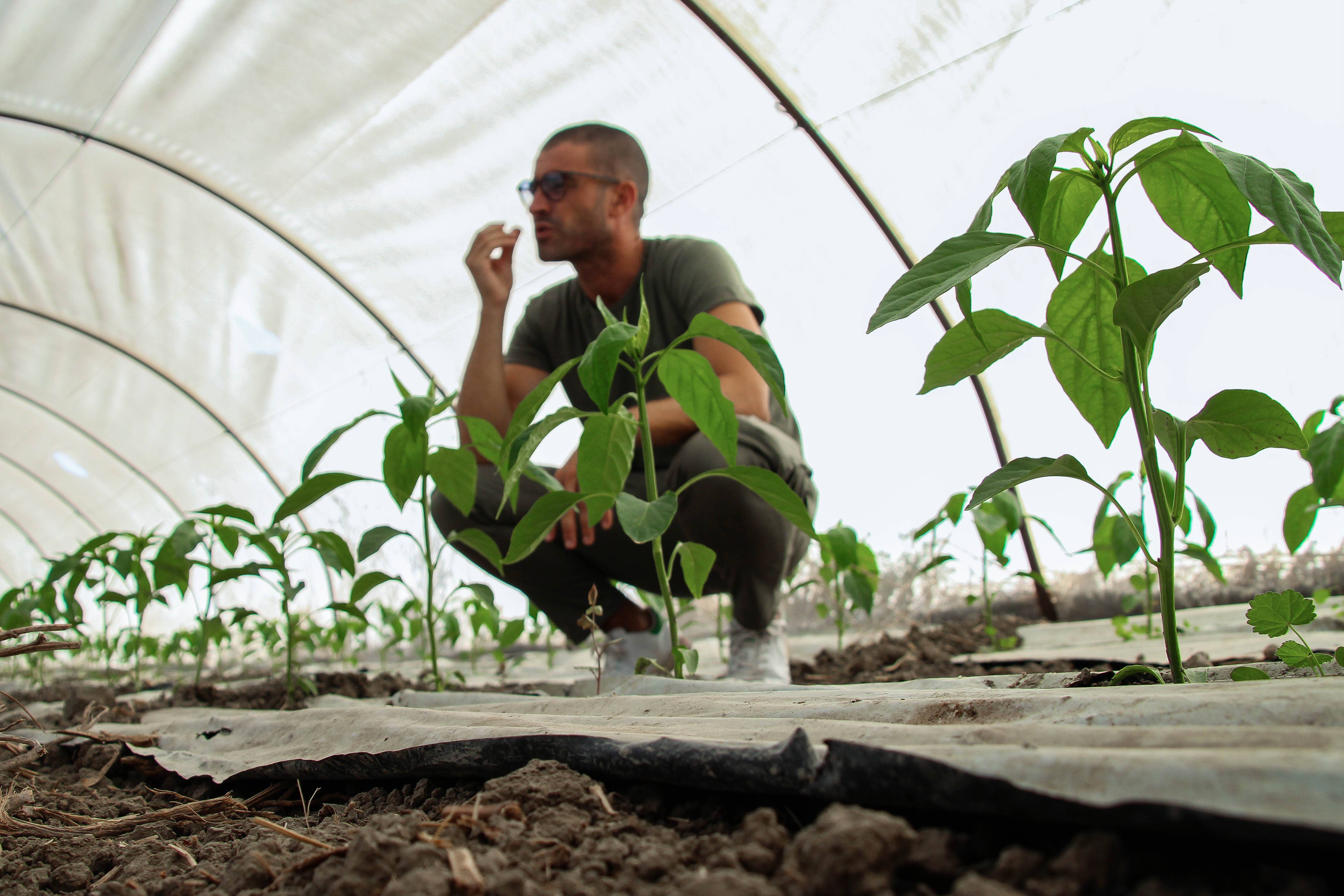 almasicily - Wholesale Sauce - Sicilian Aubergine Caponata With Almonds Vase 240g6