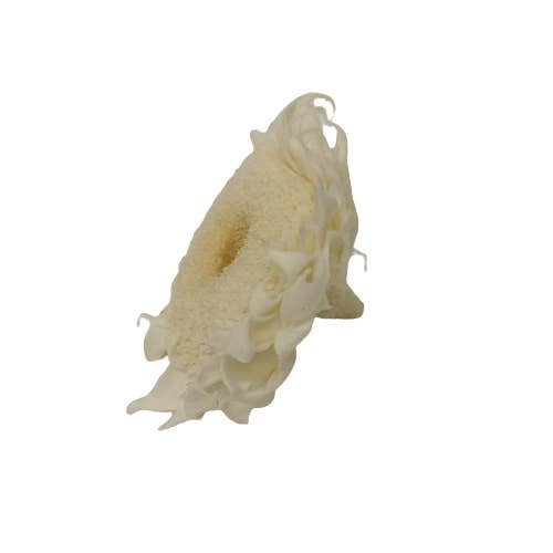 Concari.flores Preservadas - Wholesale Dried/Pressed Flowers - PRESERVED SUN FLOWER PACK OF 4 UNITS1