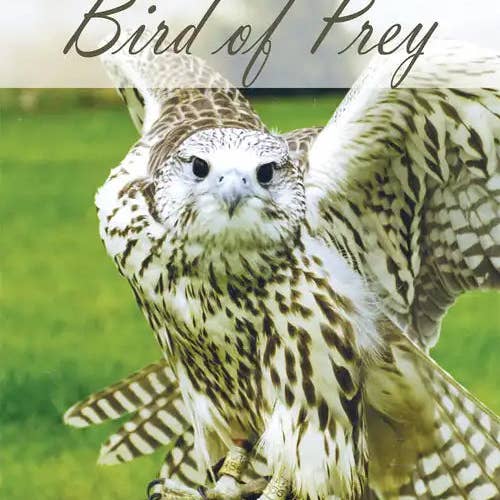 Books by splitShops - Wholesale Nature & Outdoors - Understanding the Bird of Prey - Paperback0