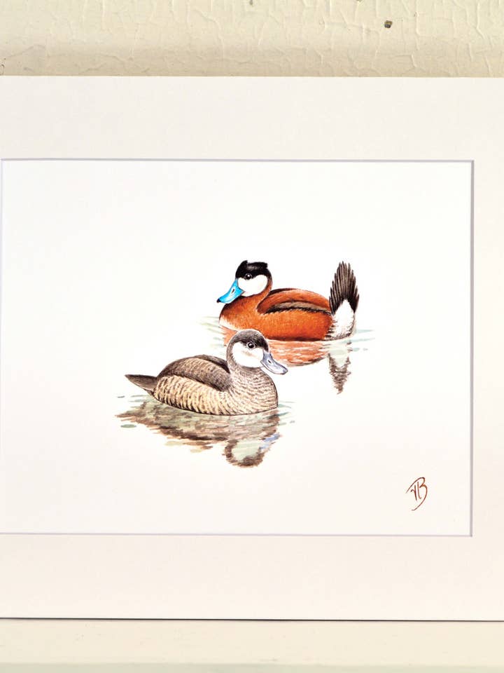 Ruddy Duck Matted Print, einzigartiges Aquarellgemälde für den Großhandel von Streetlightbirds