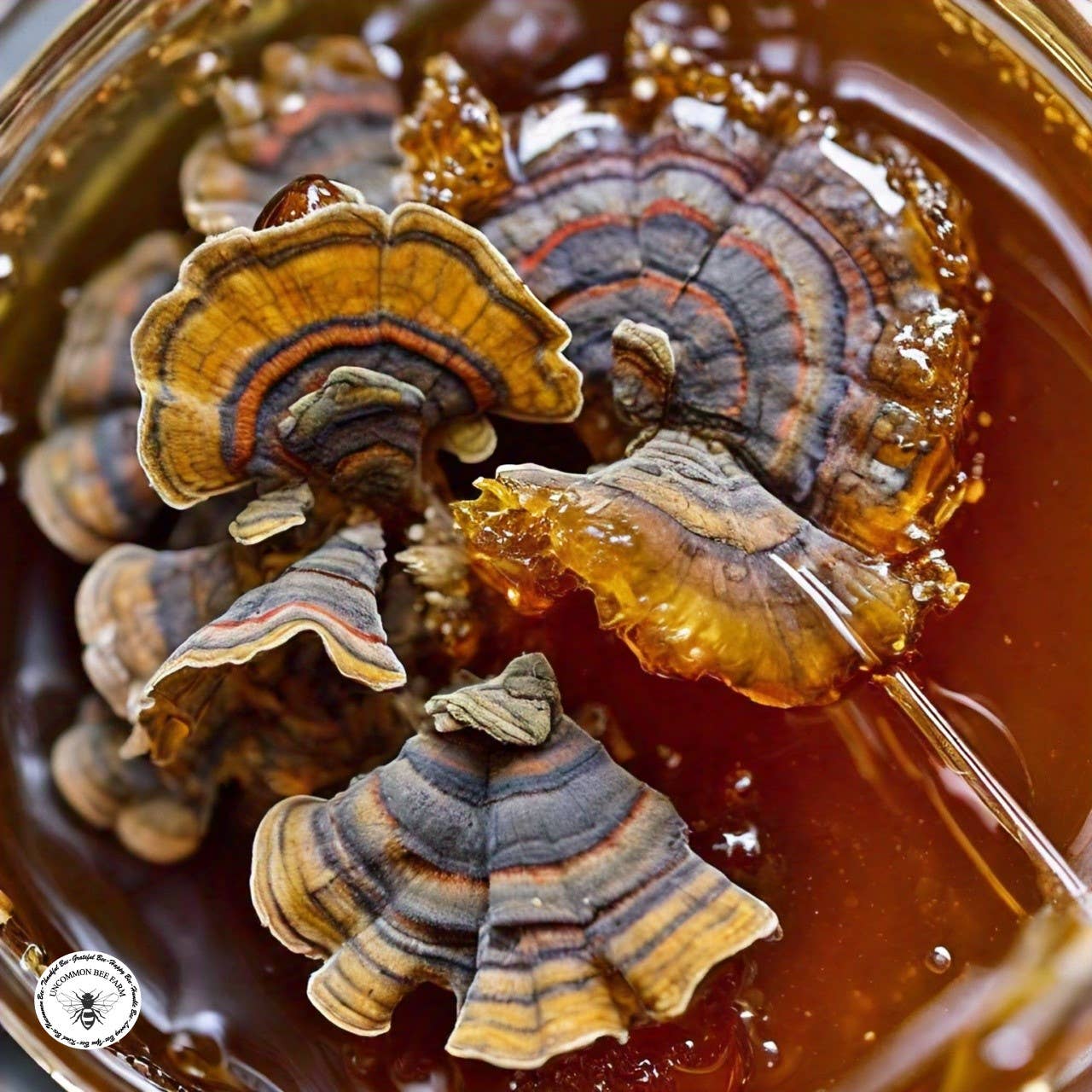Uncommon Bees - Wholesale Honey - Turkey Tail  Mushroom Infused Honey1