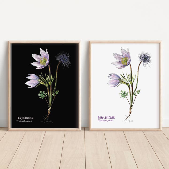 Pasqueflower print for wholesale by Madrona Press