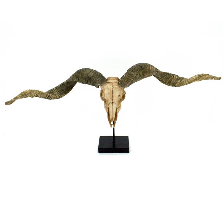 Modern World by Contrast Inc. - Vente Figurine décorative - Trophée de crâne de mouton Racka