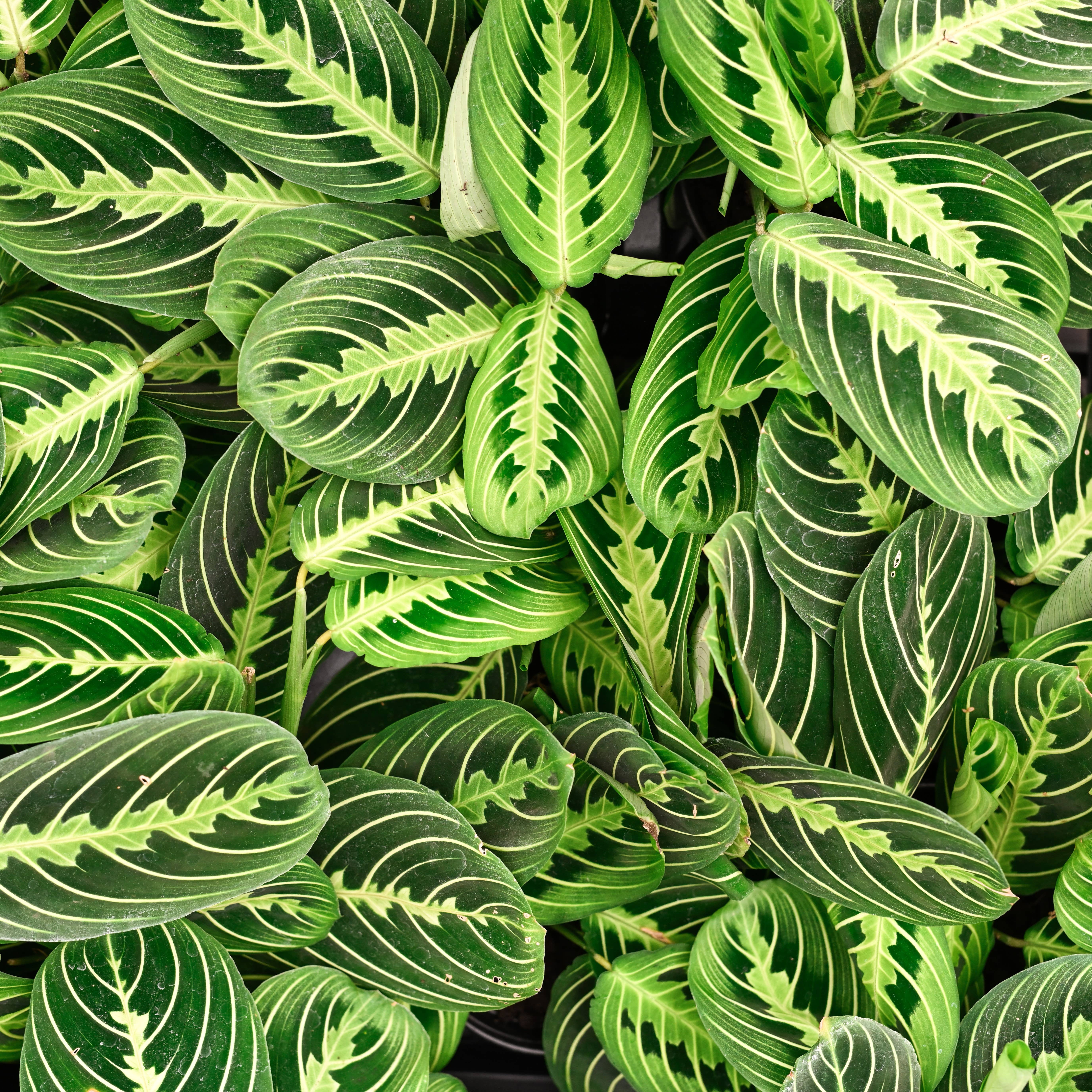 Thorsen's Greenhouse - Vente Plante - Plante de prière au citron et à la lime - Plante vivante7