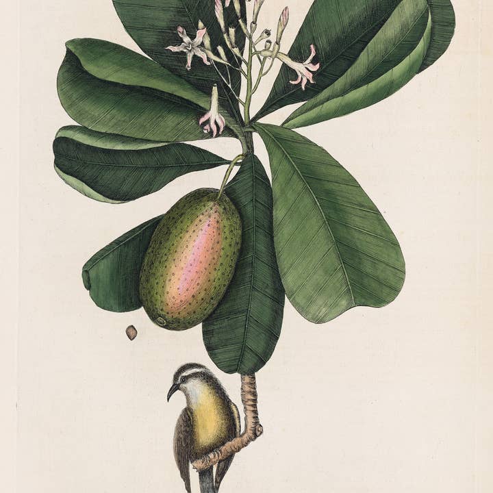 Print Collection - Wholesale Art Print - Mark Catesby, Naturalist, 1720's