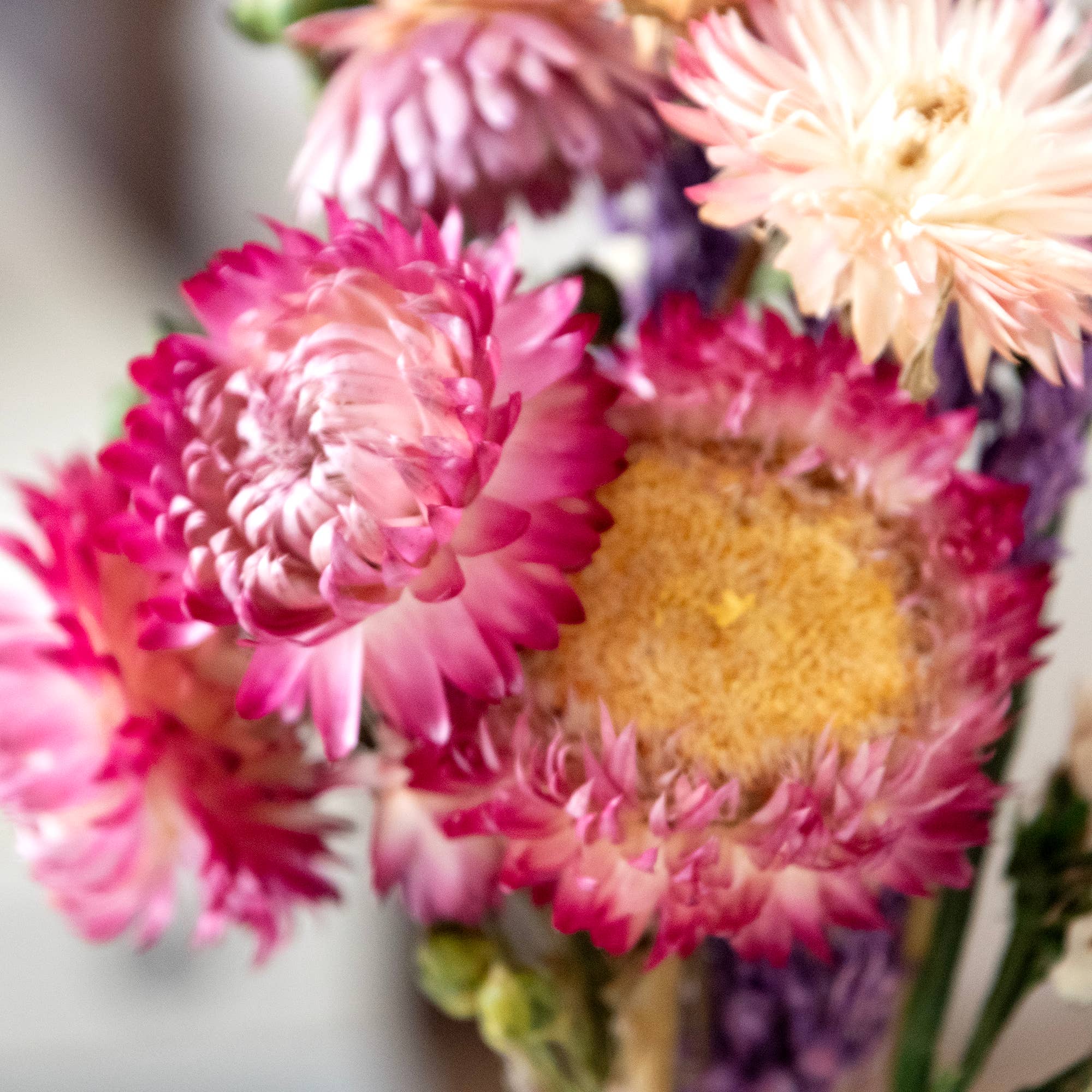 Andaluca - Wholesale Dried/Pressed Flowers - MINI Strawflower & Larkspur Bouquet Bundle #2191