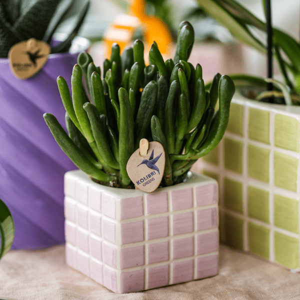 Oasis of Life – wholesale Succulent – Crassula Hobbit – Succulent – Ø6cm – Easy-care houseplant with thick green leaves – Mini-succulent for bright locations – Robust & durable3