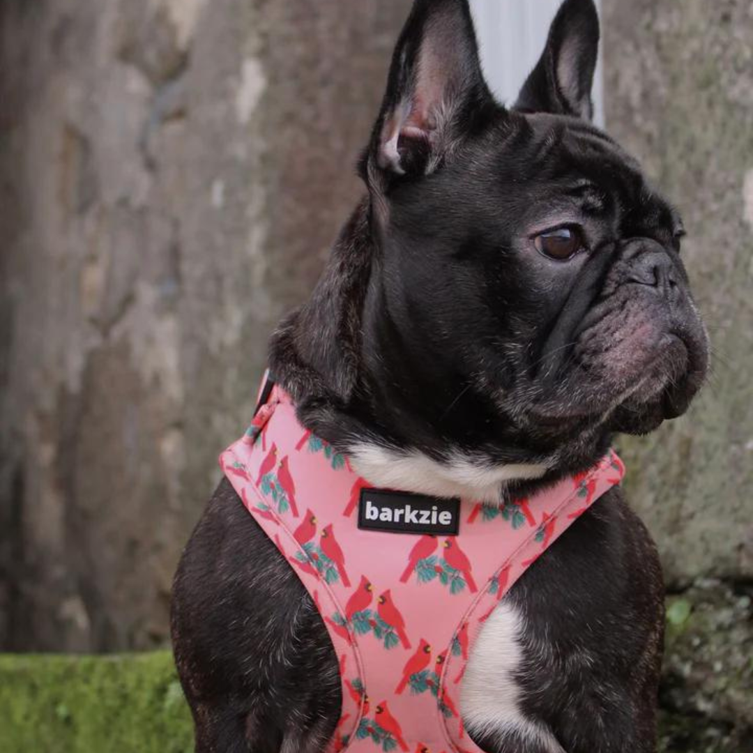 barkzie - Vente Harnais – chien - Harnais ajustable Santa Fe pour chien2