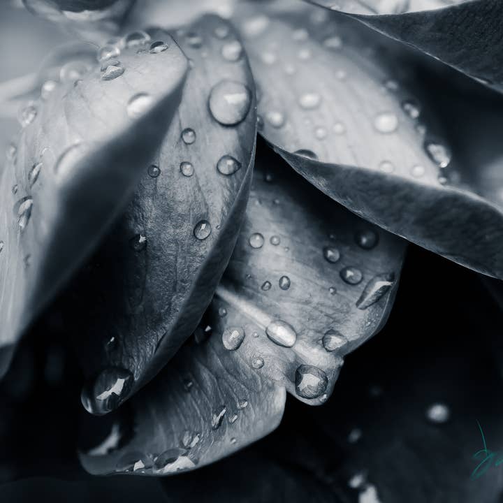 Impression murale d'art de photographie de fleurs en noir et blanc pour la vente par Hope Decor