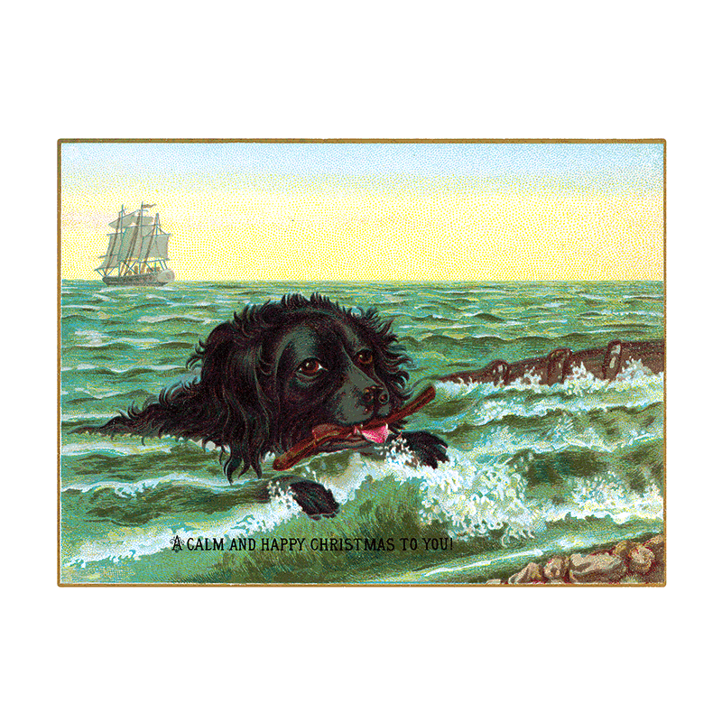 Laughing Elephant - Wholesale Postcard - We Wish You a Crazy Christmas Postcard Book -  Postcards18