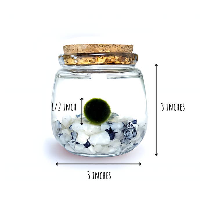 Moss Amigos | Moss Ball Terrariums - Wholesale Live Plant - Moonstone Chico