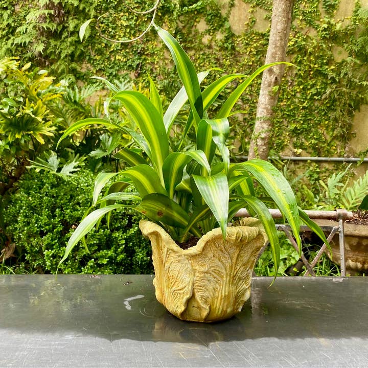 Cabbage Planter for wholesale by House Parts, Inc.