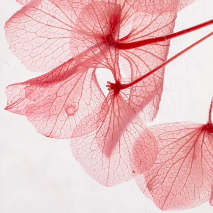 Theophile Berthon - Wholesale Live Plant - L'Herbarium Hortensia rose - Submerged flower4