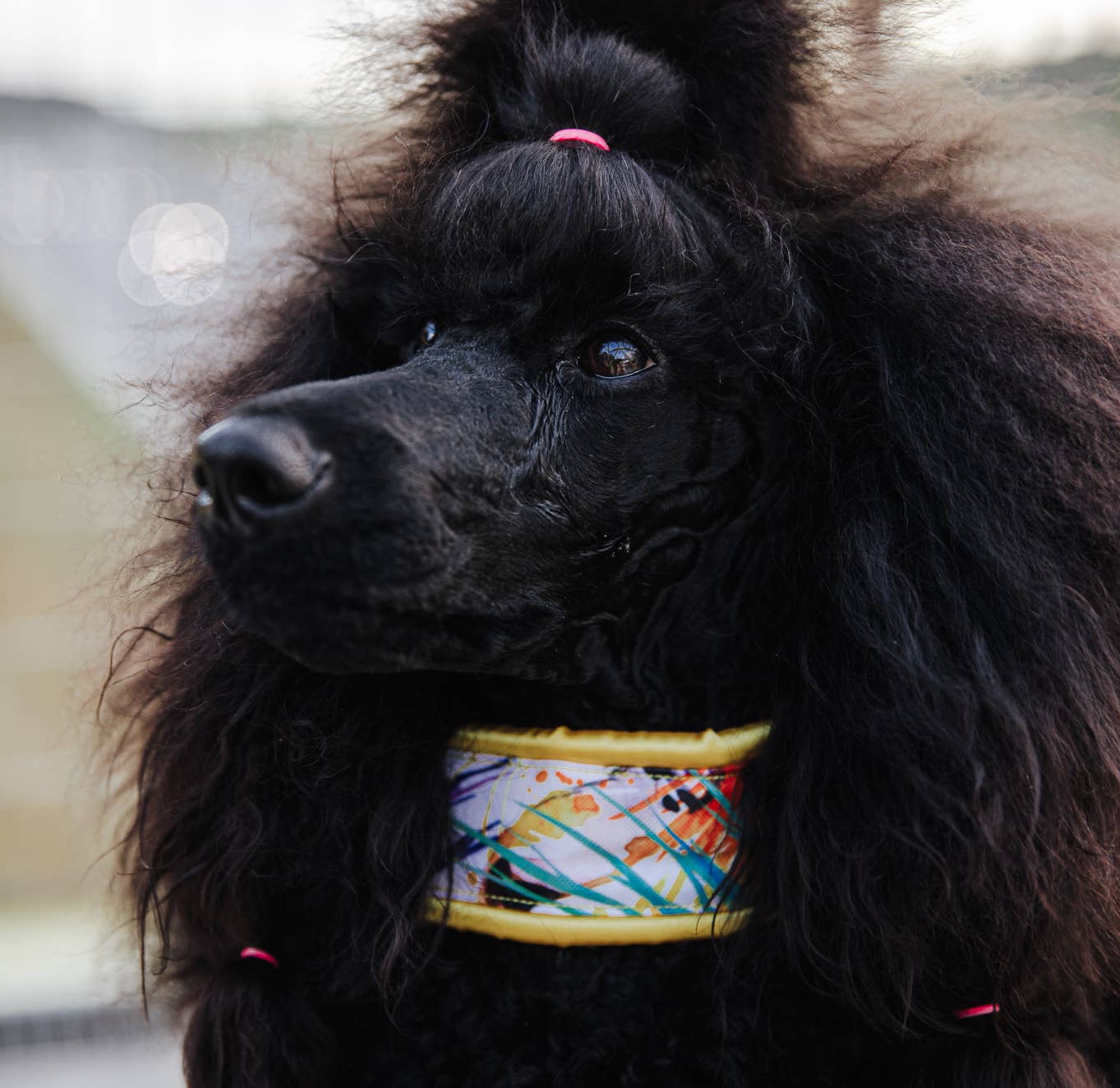 Wagging Tail - Wholesale Pet Collar - Dog - Collar IZAMAL3