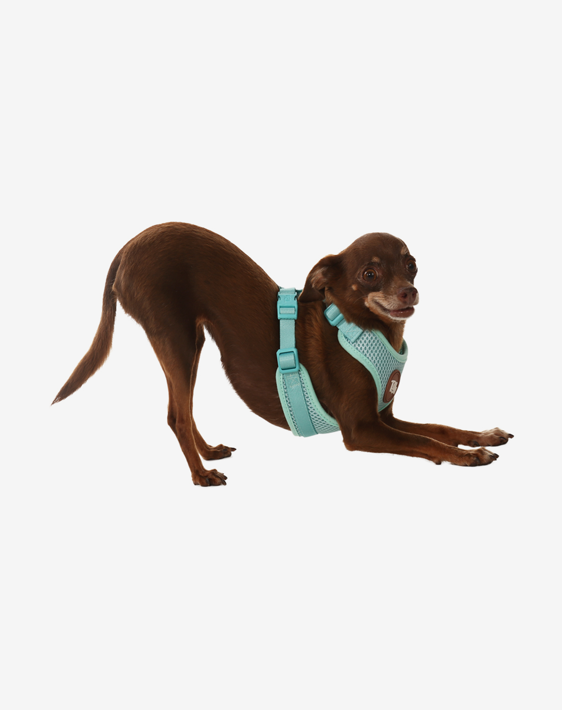 Toh - Wholesale Pet Harness - Dog - H-Mesh Dog Harness Maresia2