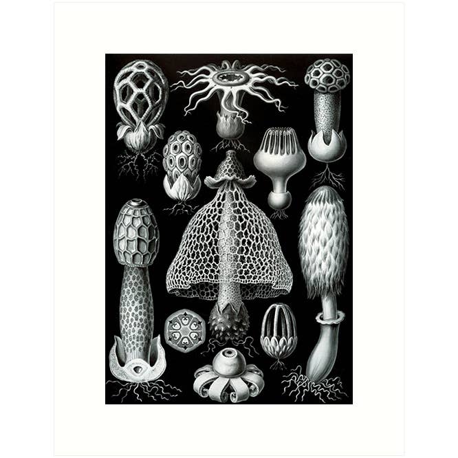 Lucca Paperworks - Wholesale Everyday Greeting Card - Haeckel 63 | Blank Greeting Card