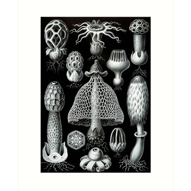 Lucca Paperworks - Wholesale Everyday Greeting Card - Haeckel 63 | Blank Greeting Card0
