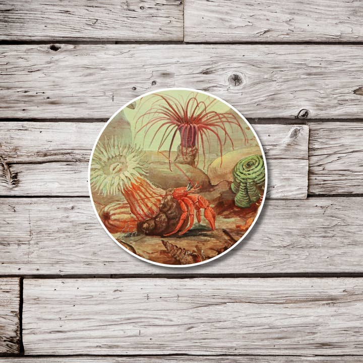 Hermit Crab Sticker, Reef Sticker, Ocean Sticker for wholesale by NatureCuts