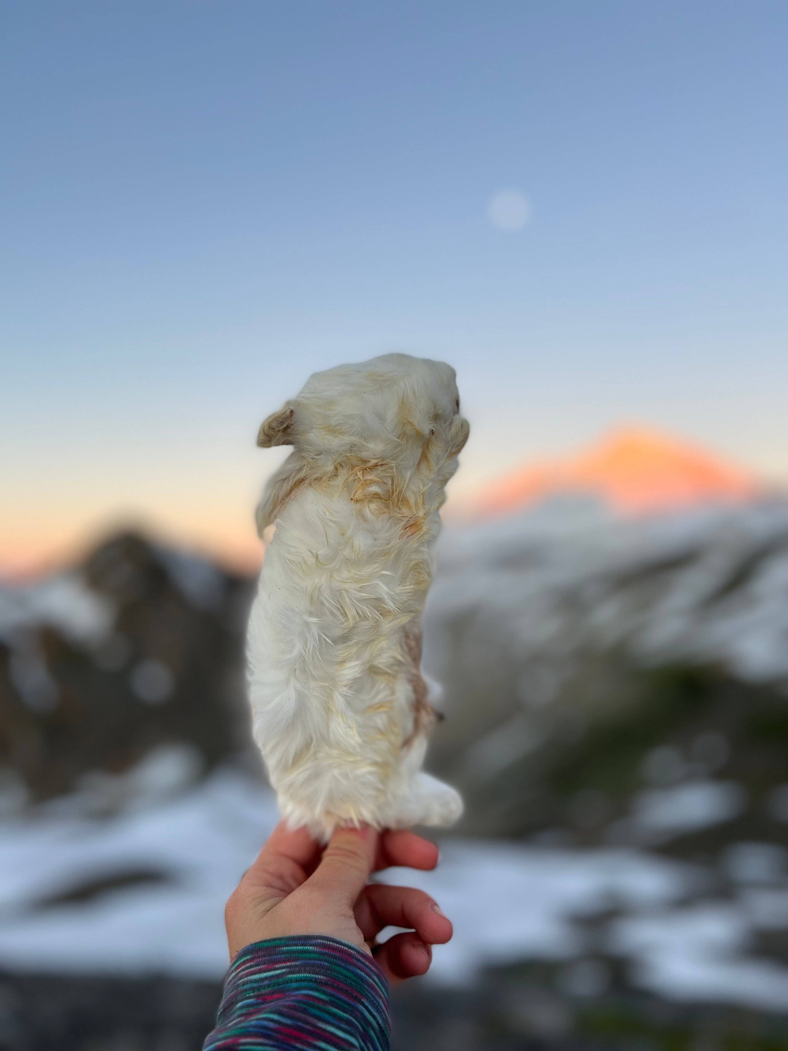 Naked Beasts, Inc. - Wholesale Pet Treats - Dog - Whole Prey Rabbit Fuzzies - Limited Edition4