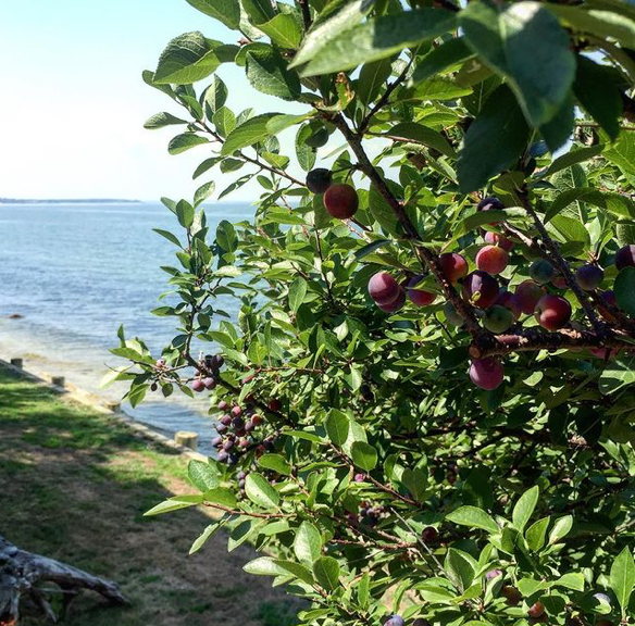 Josephine's Feast - Wholesale Preserves - AAward Winning Wild Foraged Beach Plum Preserves4