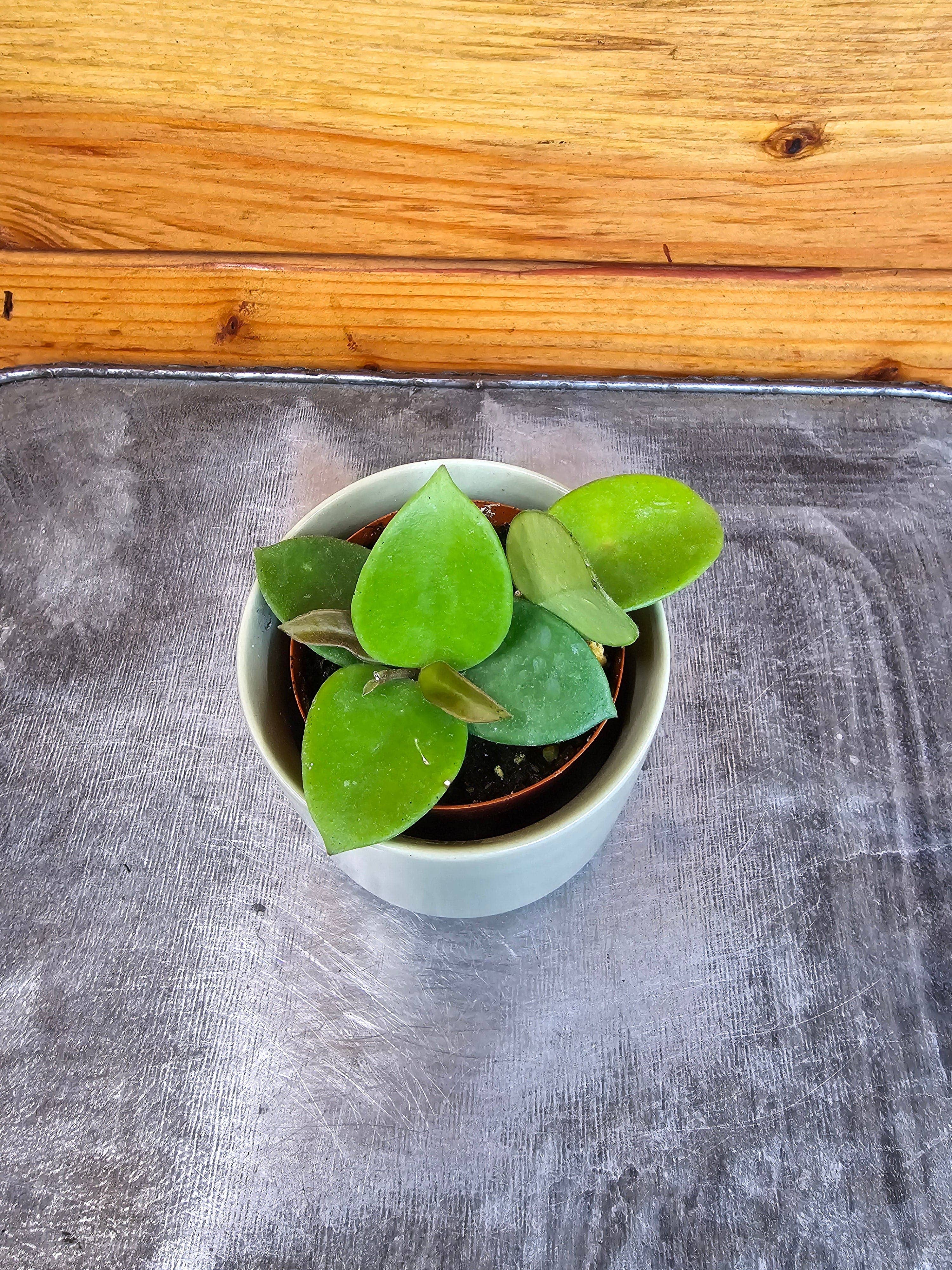 The Plant Farm - Wholesale Live Plant - Hoya CV Chouke, 2" Plant