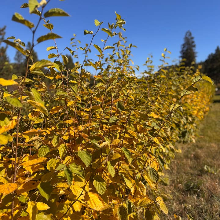 Witch Hazel Hydrosol for wholesale by Morning Myst Botanics
