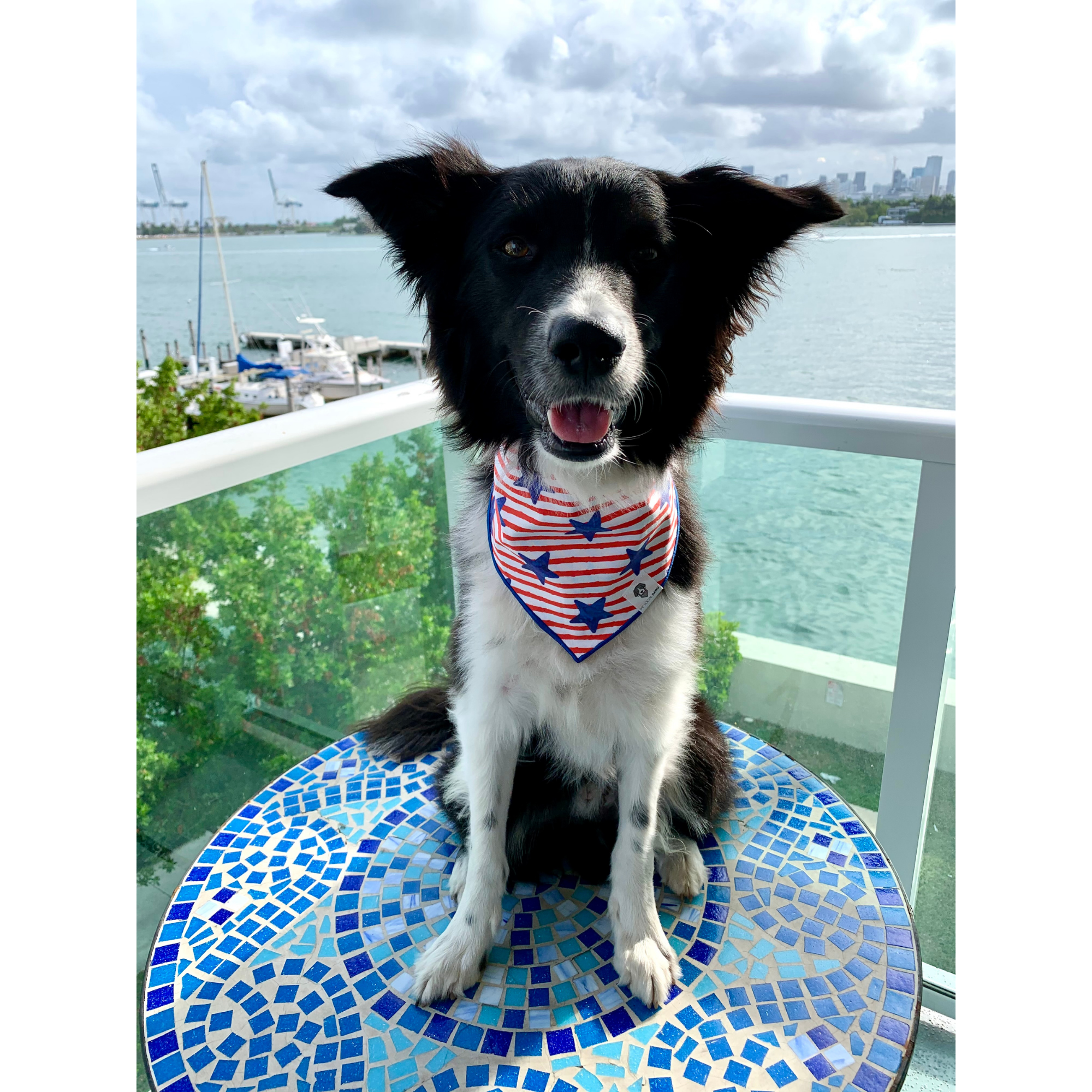 The Social Dawg - Wholesale Pet Bandana - Dog - Stars and Stripes Tie-On Dog Bandana1