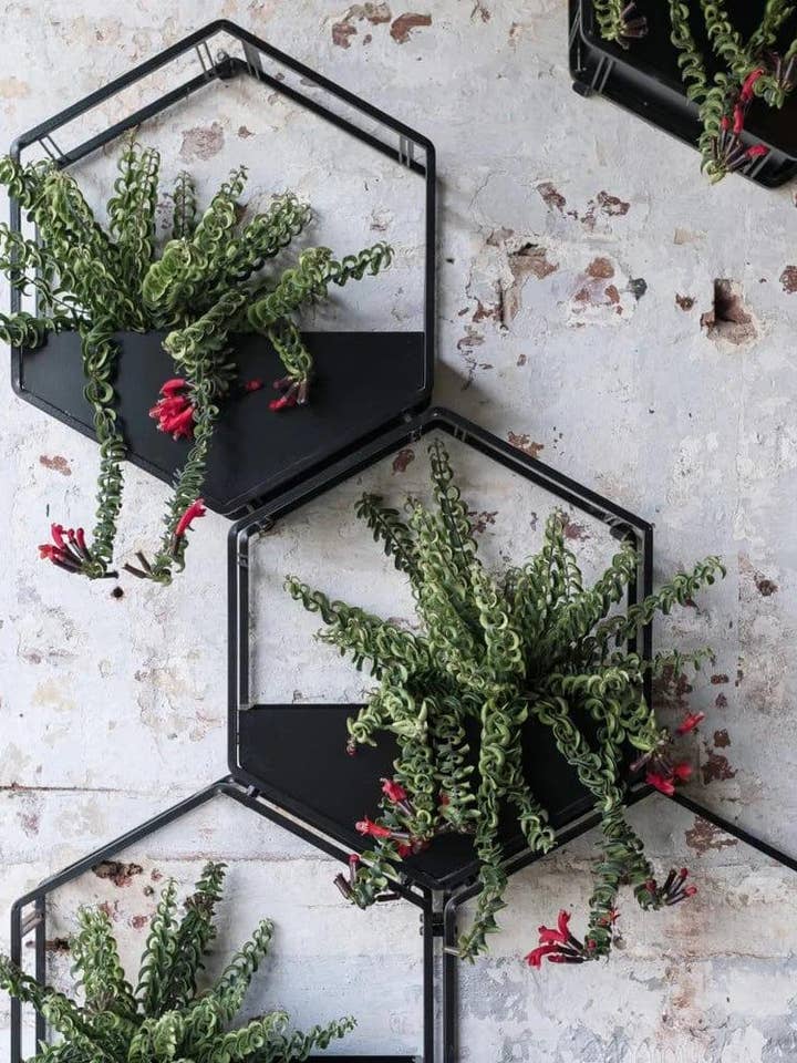 Sixy Wall Planters for wholesale by kanju Interiors
