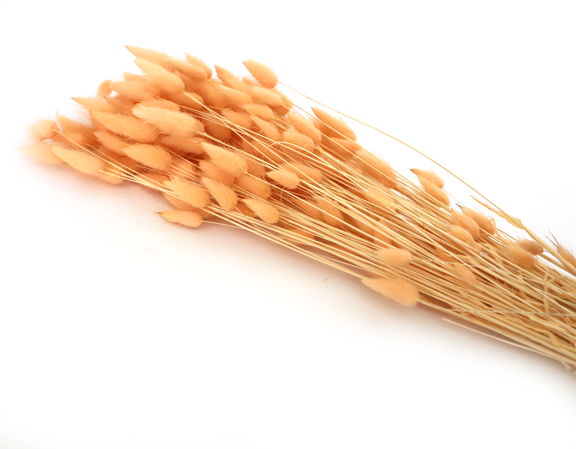 Kunstharz.Art – wholesale Dried/pressed flowers – Dried Flower Bouquet as Gift and Home Decoration Bunny Tails - Boho Style - Lagurus5