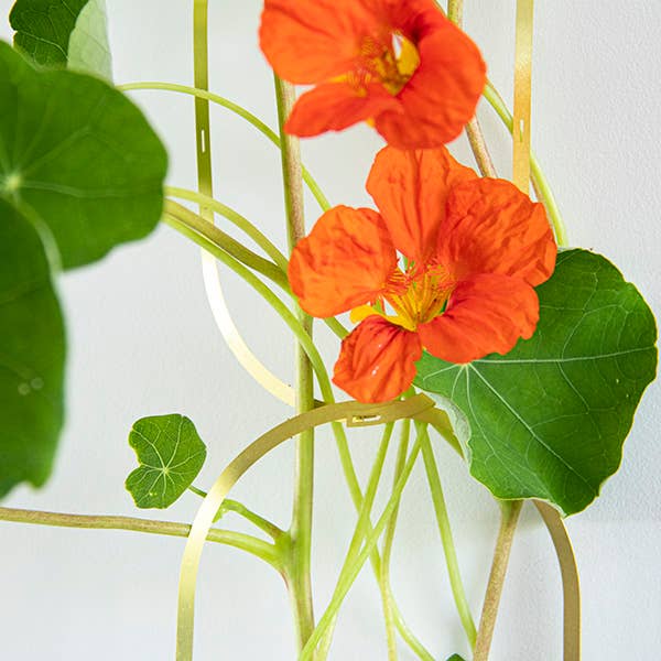 Botanopia - gifts , decor and cards for plant lovers - Wholesale Plant Seeds - Climbing Blooms Seed Mix0